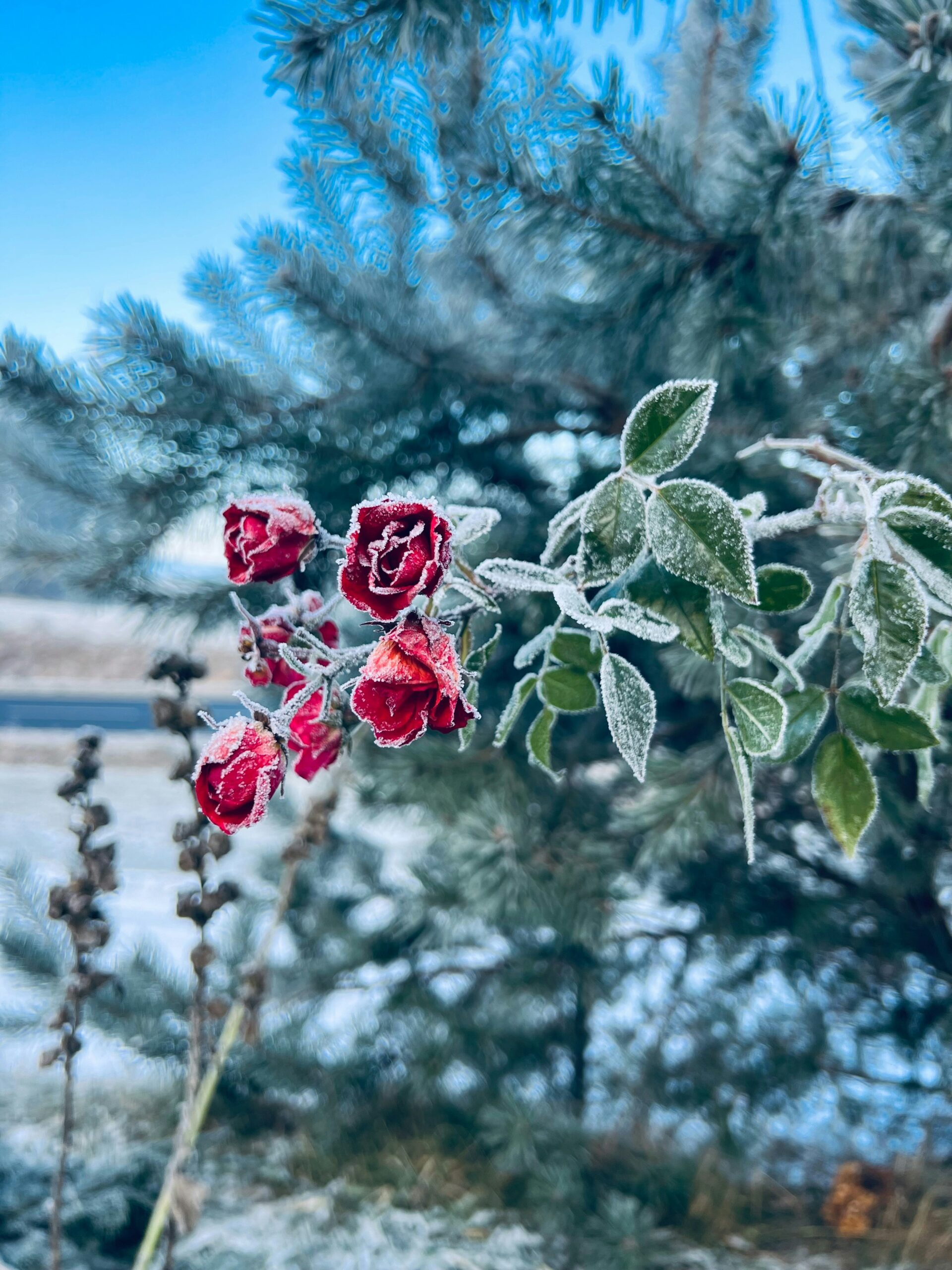 Rosor i en vinterbild.