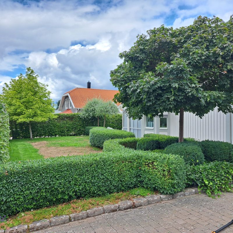 Trädgård med beskuren häck.