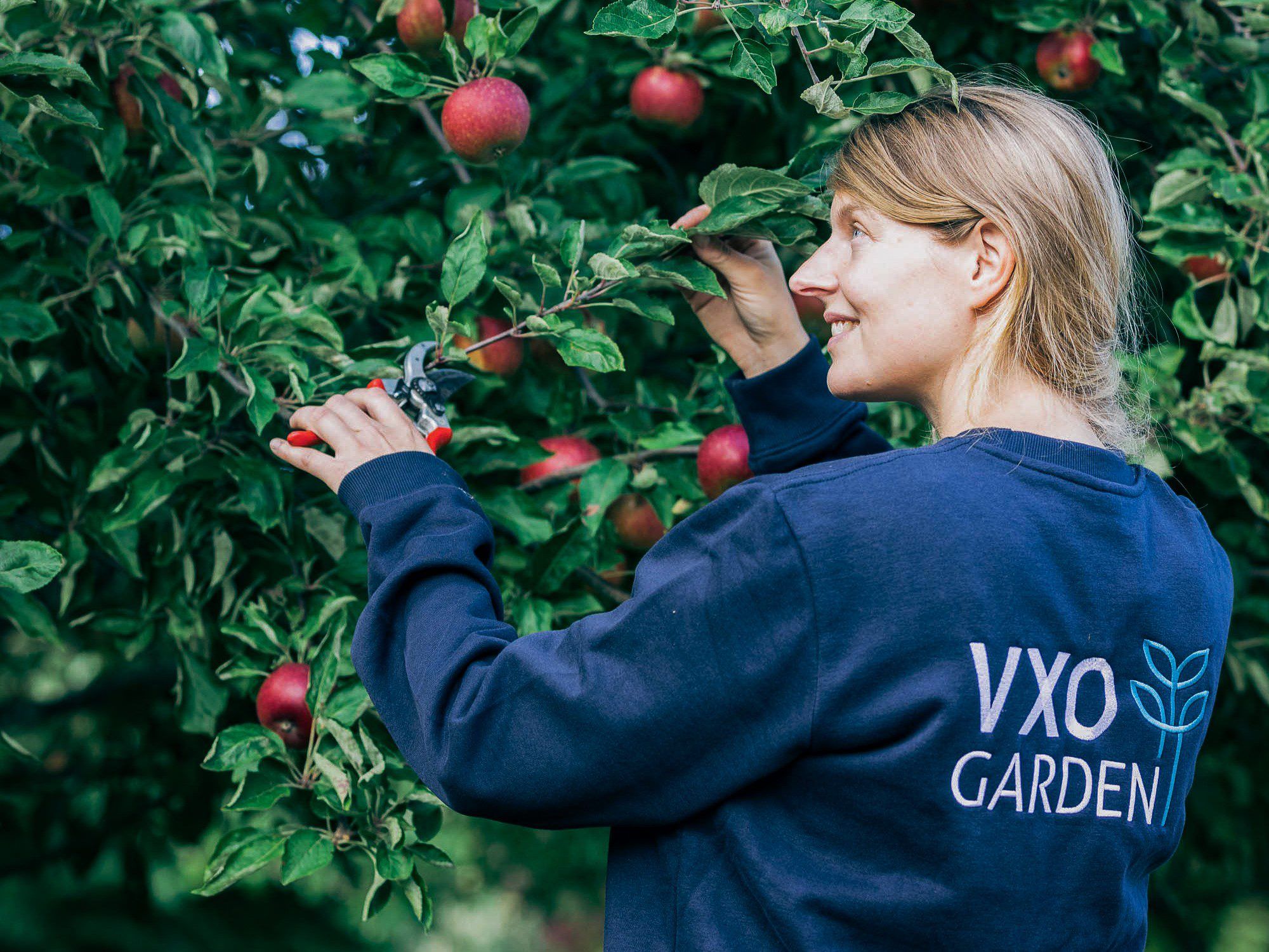 Charlotta från VXO Garden beskär äppelträd.