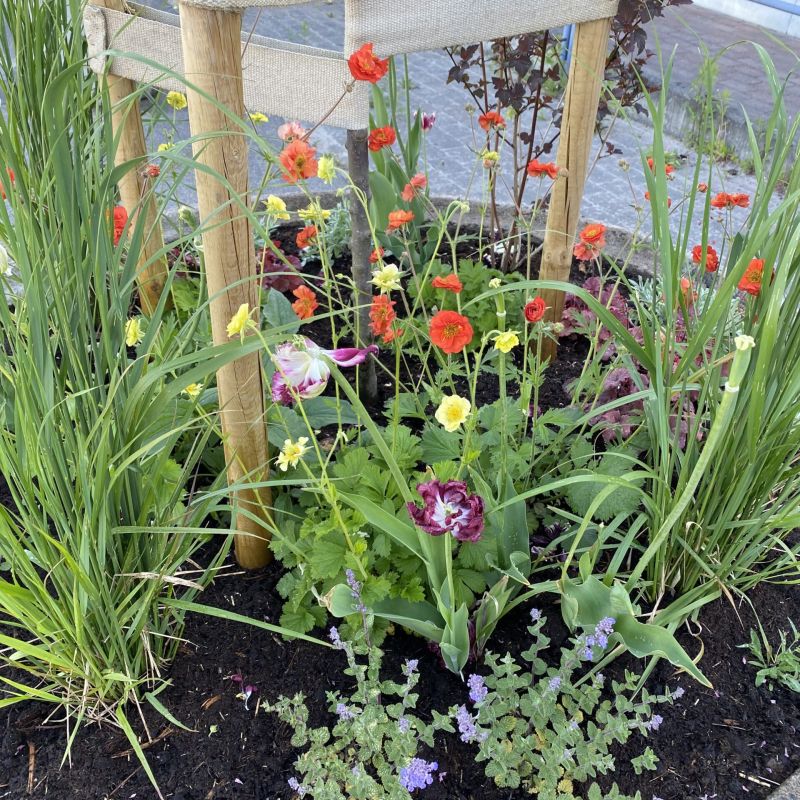 Nyplanterade blommor.